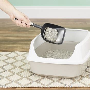 10 Best Clumping Cat Litters – 2024 Expert Picks & Reviews.